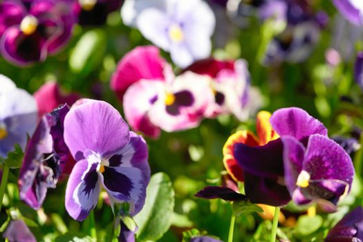 Multicolored pansy flower plant natural background, summer time