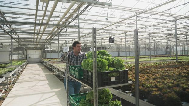 Agronomist businessman pulling basket with organic cultivated fresh salad