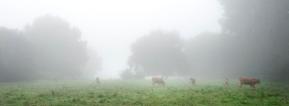 misty meadow with cows in french natural park boucles de la seine between rouen and le havre in summer