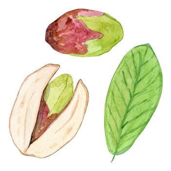 watercolor pistachio set isolated on white background