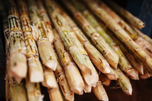 Sugar cane is a large pile before squeezing a sugar drink. Stack of branches close up