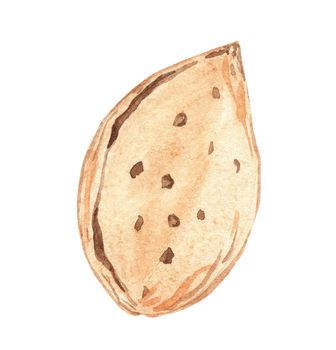 watercolor almond nut in shell isolated on white background
