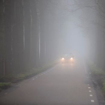 car on dutch country road between rows of trees in mist