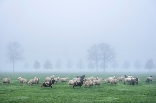 sheep in misty meadow near farm in the. netherlands