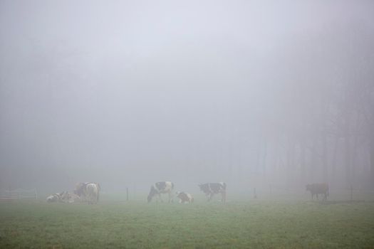 tree silhouettes and cows in green meadow near farm in mist on dutch countryside near Scherpenzeel in the netherlands