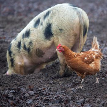 pig roots in mud and chickens roam freely on organic farm in holland
