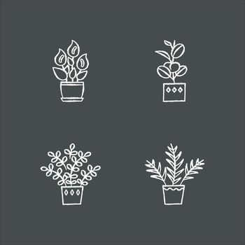 Indoor plants chalk white icons set on black background. Houseplants. Domesticated ornamental plants. Peace lily, zz plant. Parlor palm, ficus. Isolated vector chalkboard illustrations