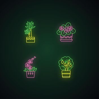 Decorative indoor plants neon light icons set. Houseplants. Domesticated plants. Orchid, yucca. Citrus tree, African violet. Signs with outer glowing effect. Vector isolated RGB color illustrations