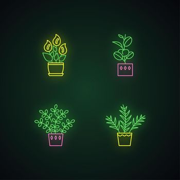 Indoor plants neon light icons set. Houseplants. Domesticated ornamental plants. Peace lily, zz plant. Parlor palm, ficus. Signs with outer glowing effect. Vector isolated RGB color illustrations