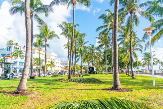 Miami, USA - September 09.09.209: Cutting palm trees on Miami South Beach