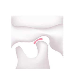 Structural illustration of human's  jaw (closed )