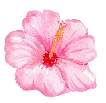 watercolor hand drawn pink hibiscus flower isolated on white background. Tropical flora