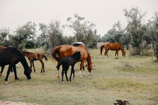 herd of horses eating grass in the ranch field mammals