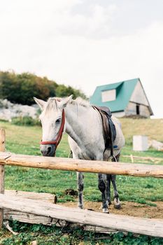 Horse in a harness stands near a wooden fence on a farm