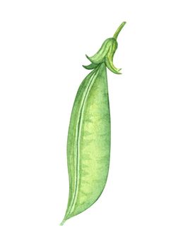 closed pea pod isolated on white . Hand drawn watercolor green plant illustration