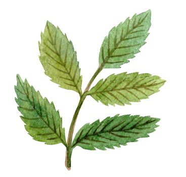watercolor hand drawn rowan branch with green leaves isolated on white background