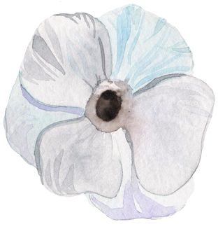 watercolor hand drawn grey anemone flower isolated on white background