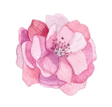 hand drawn watercolor pink flower isolated on white background