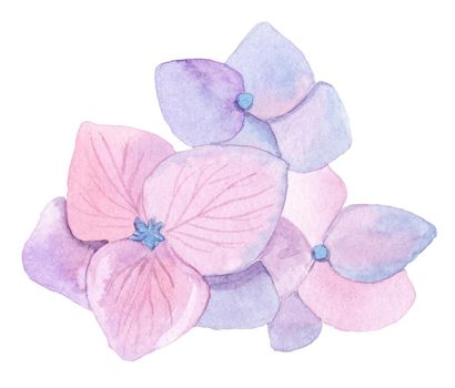 watercolor hand drawn pink flower hydrangea composition isolated on white background
