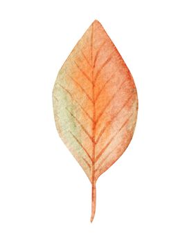 watercolor orange leaf isolated on white background . Autumn nature illustration