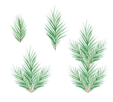watercolor pine and fir branches set isolated on white background