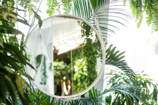 houseplants, palm trees in the interior