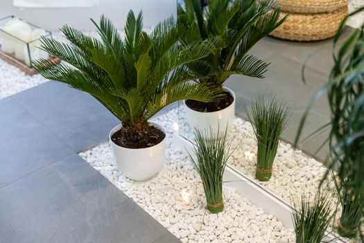 houseplants, palm trees in the interior