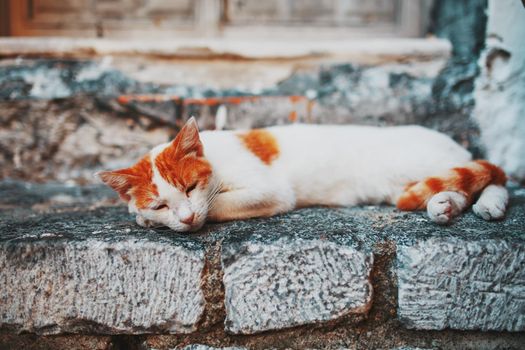 A white cat with orange spots sleeps on the stone threshold of an old house. Pets