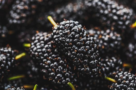 Ripe and fresh fruit of black mulberry, healthy food of juicy mulberry fruit. Close-up, the texture of the berries on the full frame