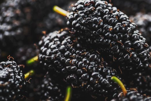 Ripe and fresh fruit of black mulberry, healthy food of juicy mulberry fruit. Close-up, the texture of the berries on the full frame
