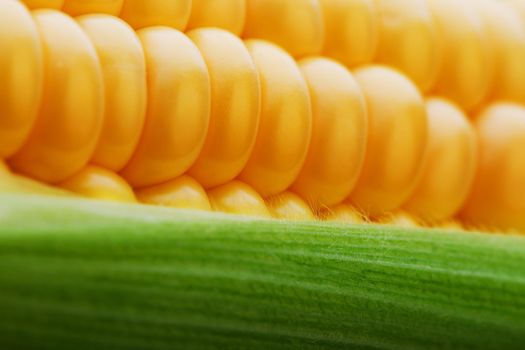 Corn grains in close-up closeup, rows of fresh and ripe yellow corn kernels, corn cob. Close-up full-screen, continuous abstract background, substrate