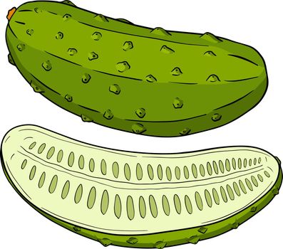 Hand drawn, vector cucumber. Vegetable colored illustration. Detailed cucumbers drawing. Farm market product.