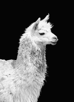Portrait of a white llama Lama glama. Black and white