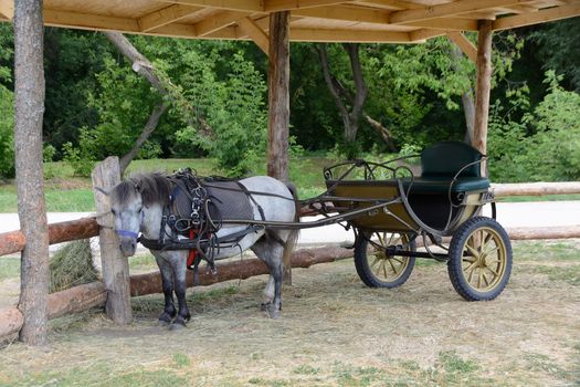 Pony with two-wheel carriage is waiting for the rider