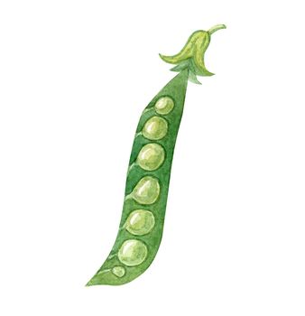 Watercolor open green pea pod isolated on white background.