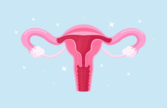 Reproductive system of woman. Organs location scheme uterus, cervix, ovaries, fallopian tubes. Anatomy of female organ