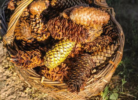 Fir tree cones in a basket decorated with golden paints