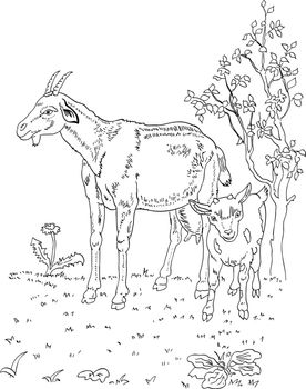 childrens coloring book goat and goat vector