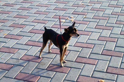Black russian toy terrier dog walking on leash on pavement. Curious puppy. No people