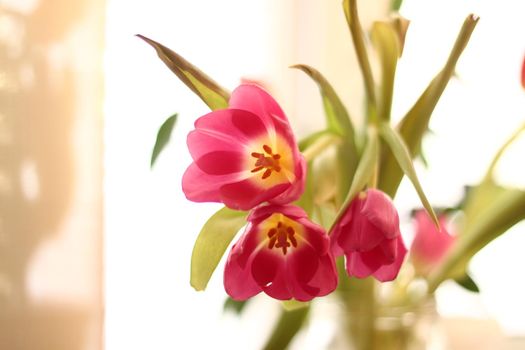 bouquet of pink tulips in vase in sunshine on white background. flowers for womens day