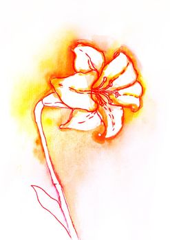 Lily panted in watercolor