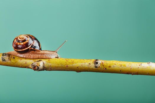 A large snail with horns and a brown shell crawls along a branch on a green background