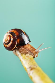 A large snail with horns and a brown shell crawls along a branch on a green background