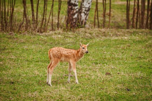 Fawn on the pasture