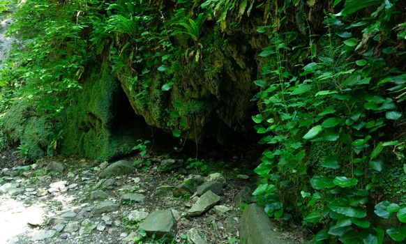 Moss-covered dirt in the green forest. Sochi, Lazarevskoe, Berendeevo kingdom