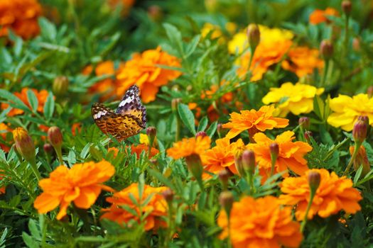 Marigold and butterflies