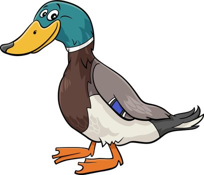 wild duck bird animal character cartoon illustration