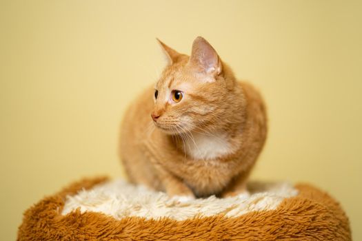 Cute Ginger tabby cat on yellow background. Red fluffy friend. Domestic cute pet. Animal and pet concept. An adult red cat sits posing on a stool in the studio against the background of a yellow wall