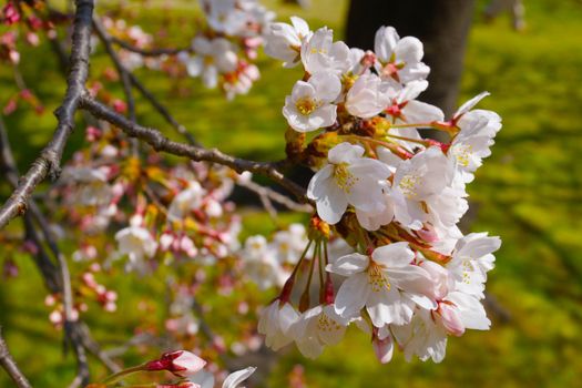 Cherry blossom image