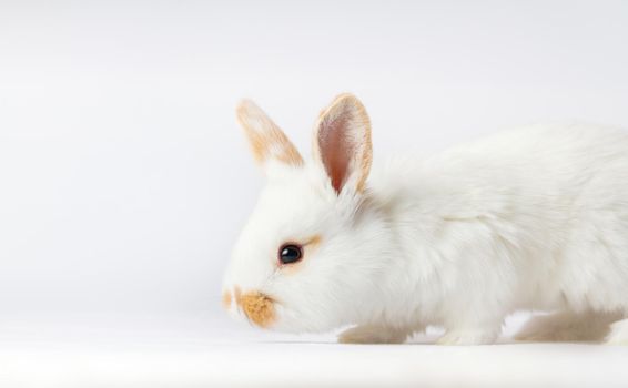 beautiful easter bunny on white background , spring period